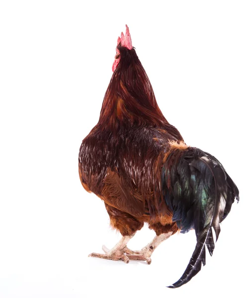 Gallo colorido aislado en blanco — Foto de Stock