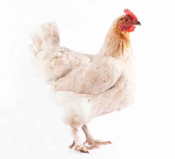 Biały z kurczaka — Zdjęcie stockowe