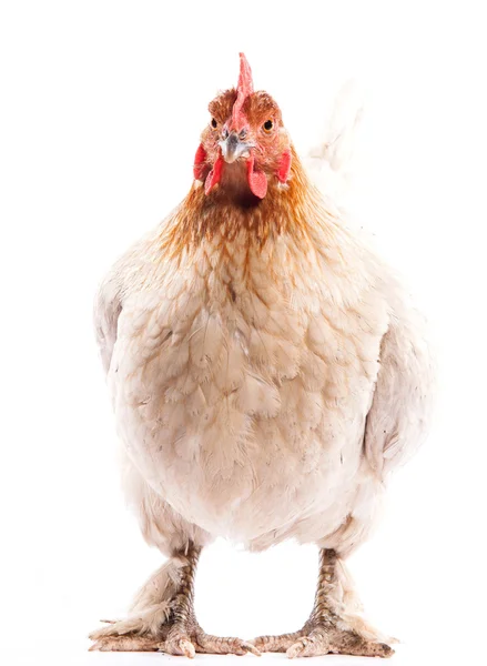 Weißes Huhn — Stockfoto