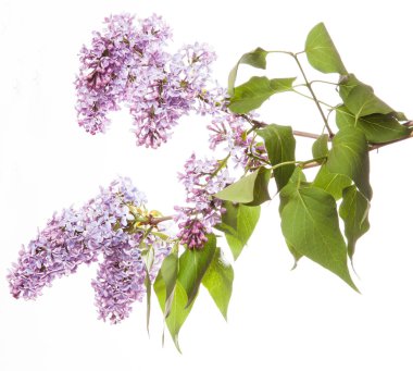 Beyaz arkaplanda leylak rengi bir dal