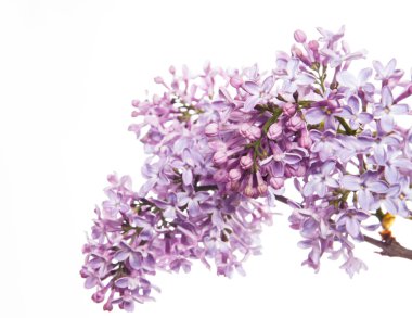 Beyaz arkaplanda leylak rengi bir dal