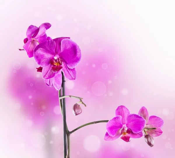 Orchidea rosa variopinta — Foto Stock