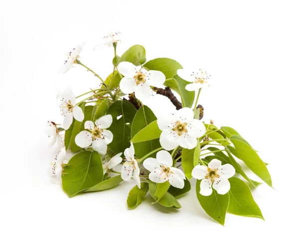 Blossoming branch of a pear tree — Stock Photo, Image