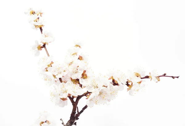 Cherry blossoms — Stock Photo, Image