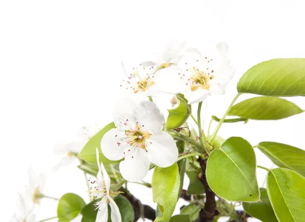 Ramo florescente de uma árvore de pera — Fotografia de Stock