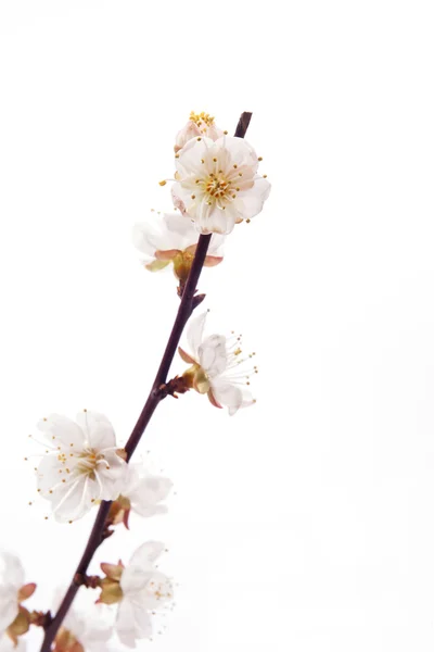 Cherry blossoms — Stock Photo, Image