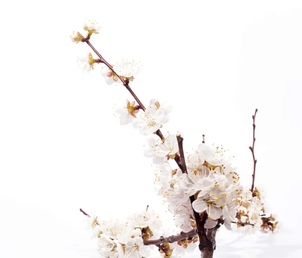 Cherry blossoms — Stock Photo, Image