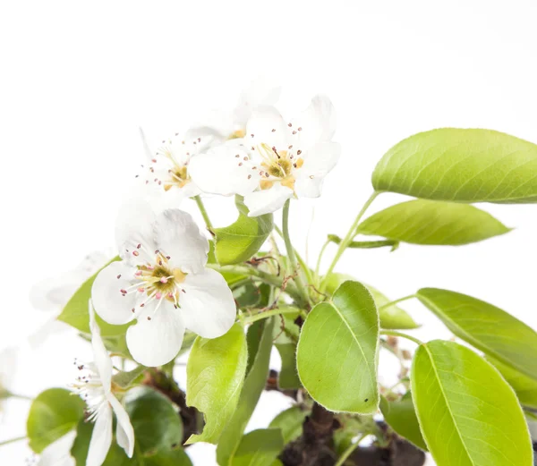 Blommande gren av ett päronträd — Stockfoto