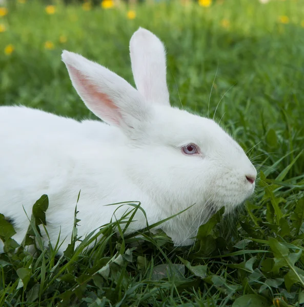 Conejo en la hierba — Foto de Stock