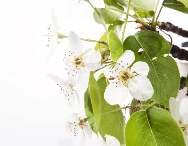 Blommande gren av ett päronträd — Stockfoto