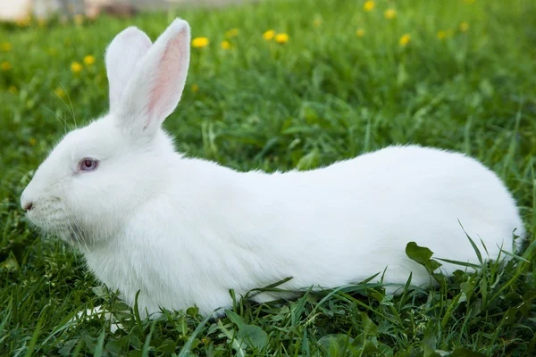 Conejo en la hierba — Foto de Stock