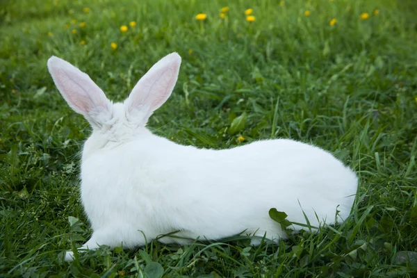 Lapin dans l'herbe — Photo