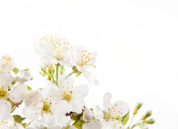 Cherry blossoms — Stock Photo, Image