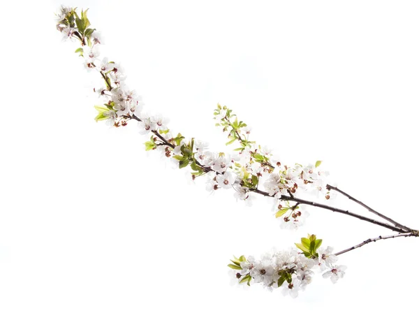 Kirschblüten — Stockfoto