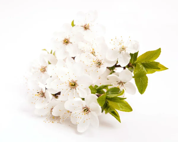 Flores de cerezo — Foto de Stock