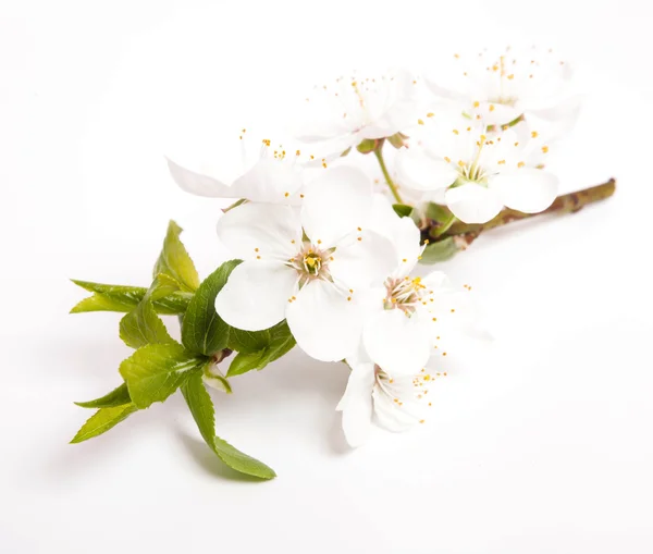 Flores de cerezo —  Fotos de Stock