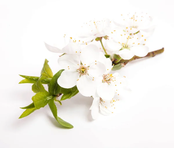 Cherry blossoms — Stock Photo, Image