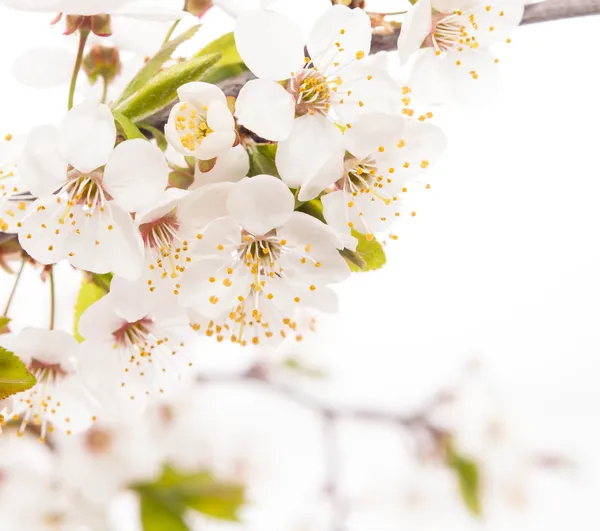 Cherry blossoms — Stock Photo, Image