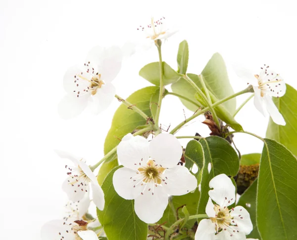 Blossoming branch of a pear tree — Stock Photo, Image