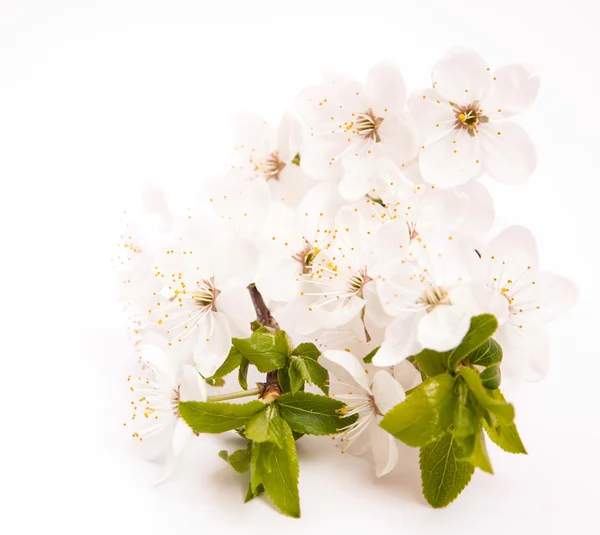 Flores de cerejeira — Fotografia de Stock