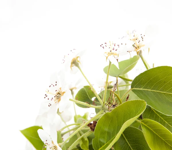 Ramo florescente de uma árvore de pera — Fotografia de Stock