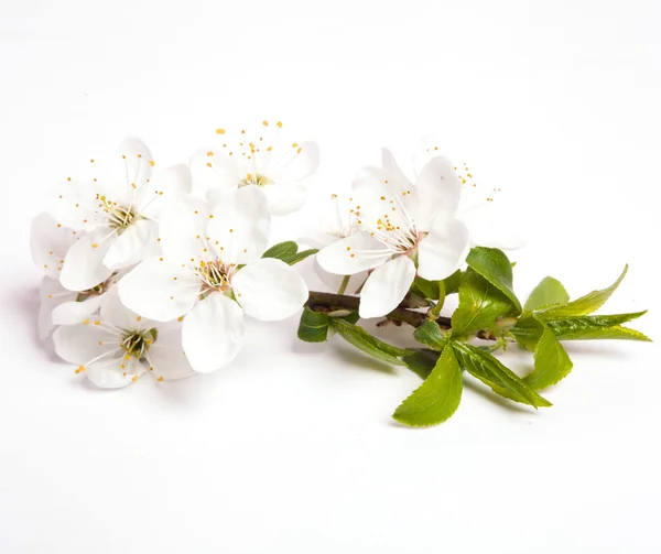 Flores de cerezo —  Fotos de Stock