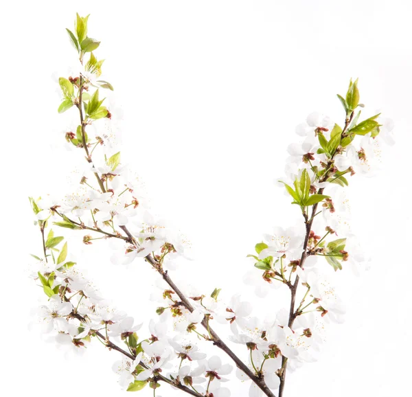 Cherry blossoms — Stock Photo, Image