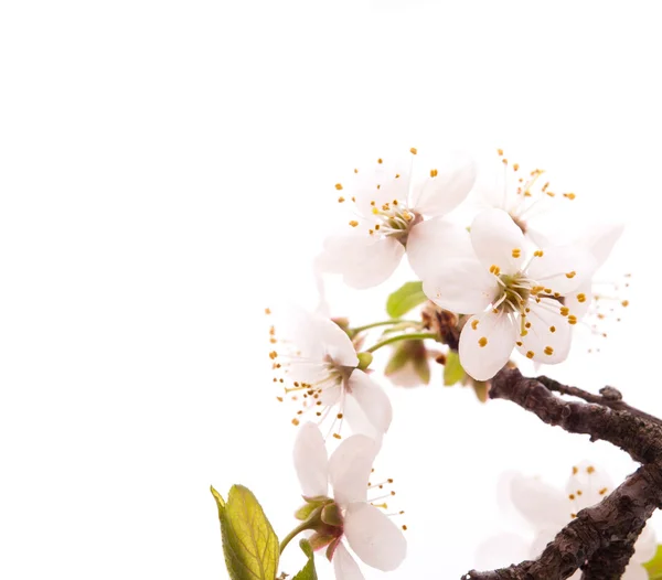 Cherry blossoms — Stock Photo, Image