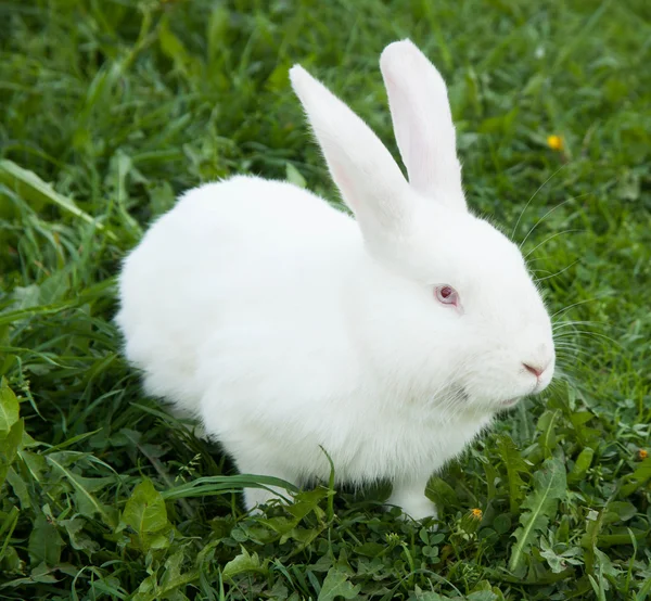 Conejo en la hierba —  Fotos de Stock