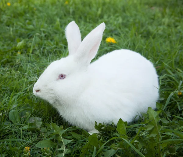 草丛中的兔子 — 图库照片