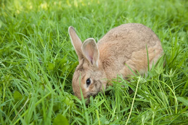 Rabbit in the grass — Stock Photo, Image