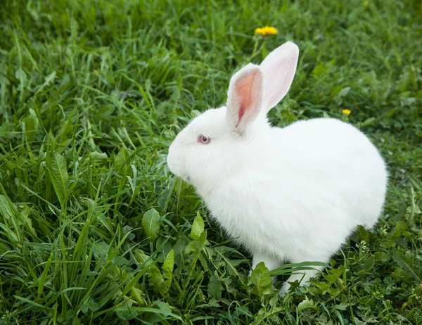 Lapin dans l'herbe — Photo