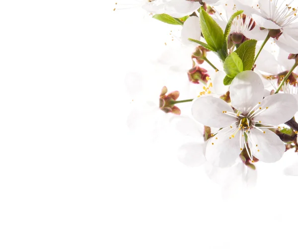 Cherry blossoms — Stock Photo, Image