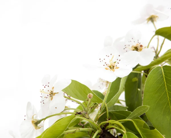 Ramo florescente de uma árvore de pera — Fotografia de Stock