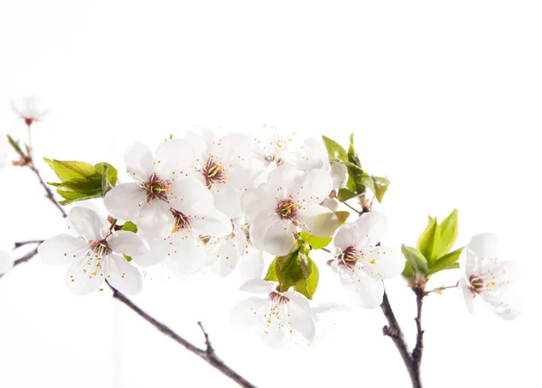 Flores de cerejeira — Fotografia de Stock