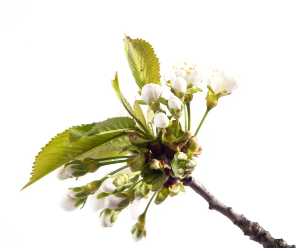 Flores de cerejeira — Fotografia de Stock