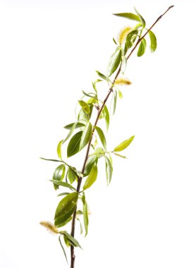 Branch of young leaves