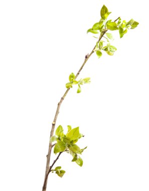 Branch of young leaves