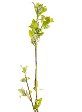 Branch of young leaves