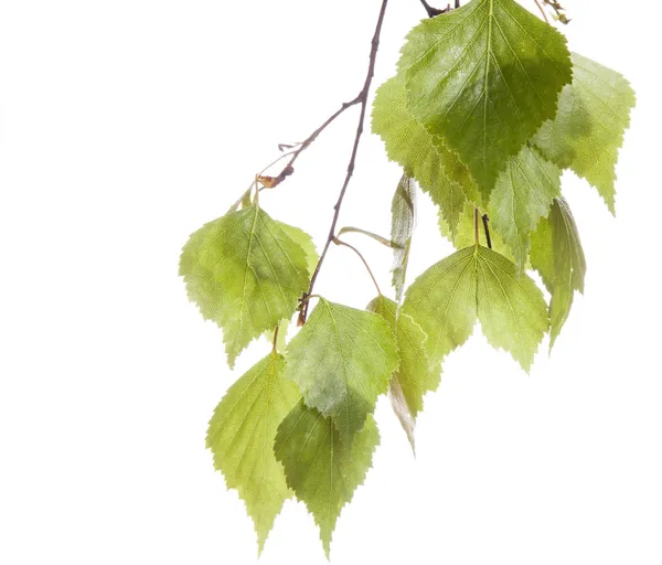 Spring twig birch with green leaves — Stock Photo, Image