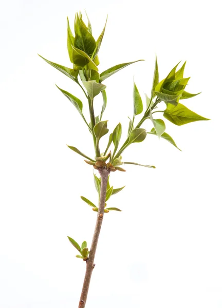 Young branch of lilac isolated on white — Stock Photo, Image