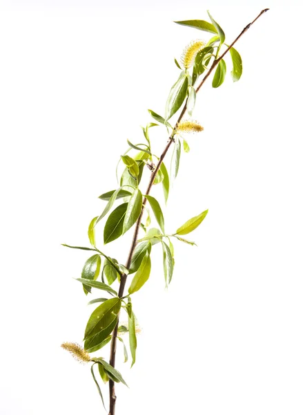 Branch of young leaves — Stock Photo, Image