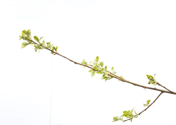 Ветвь молодых листьев — стоковое фото