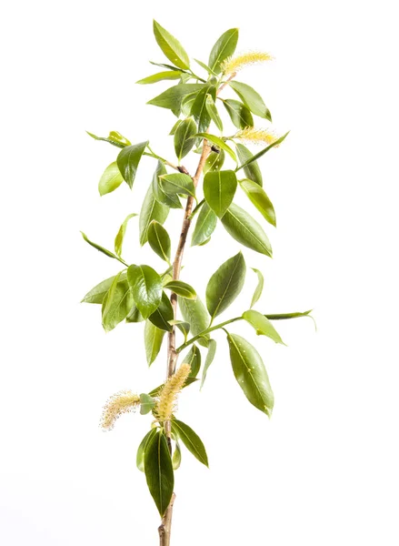 Branch of young leaves — Stock Photo, Image
