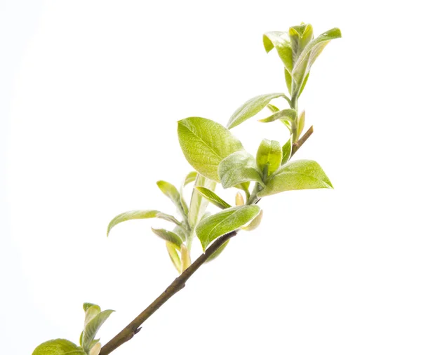 Branch of young leaves — Stock Photo, Image