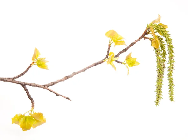 Spring white poplar branch isolated on white — Stock Photo, Image