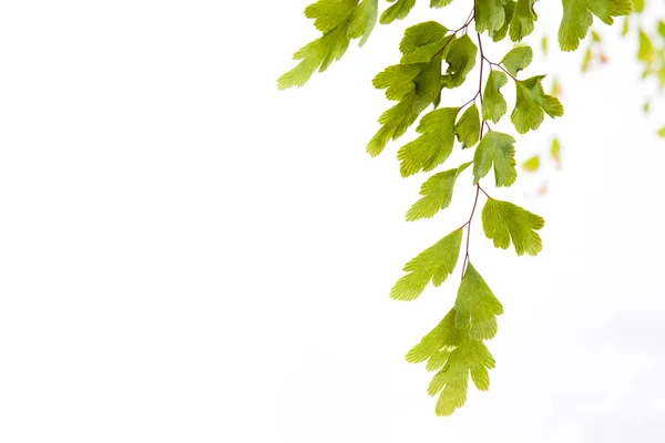 Branch of young leaves — Stockfoto