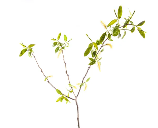 Branch of young leaves — Stock Photo, Image