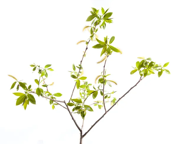 Ramo di foglie giovani — Foto Stock