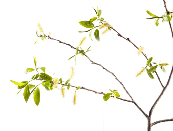 Branch of young leaves — Stock Photo, Image